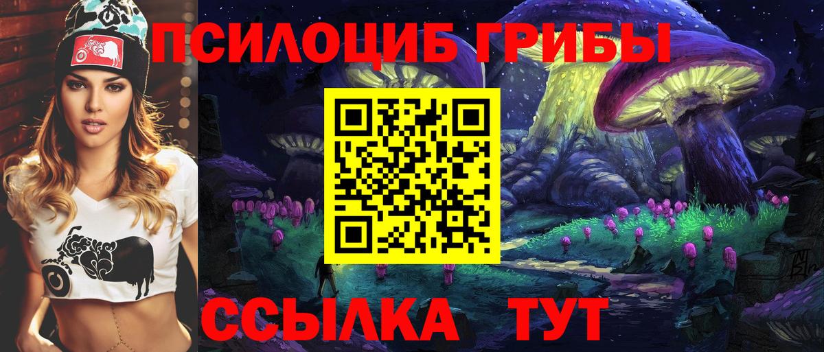 Псилоцибиновые грибы Cubensis Новозыбков